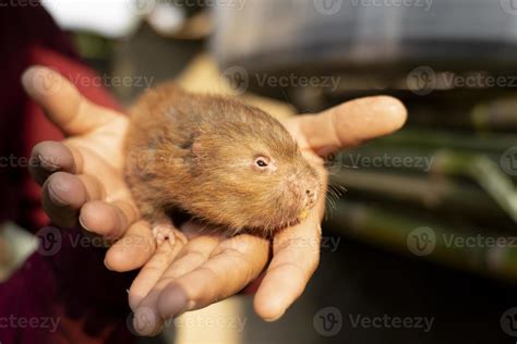 Mole Rat Stock Photos, Images and Backgrounds for Free Download