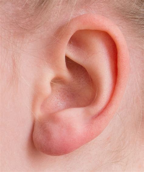 sense organs  images pixabay