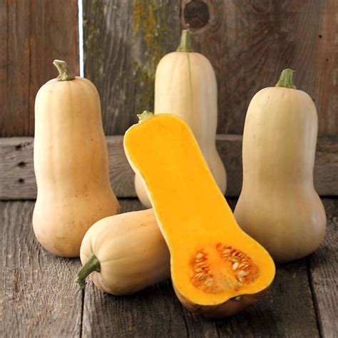 Pumpkin Butternut Waltham - Ball