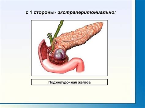 Физиология пищеварения - презентация онлайн