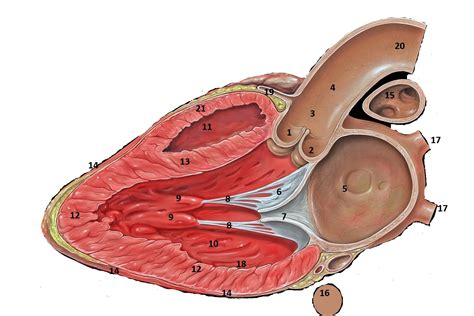 can you label the diagram Parasternal Long Axis View | Course Hero