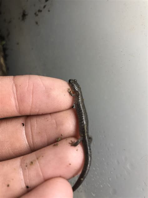 What Do Baby Salamanders Eat