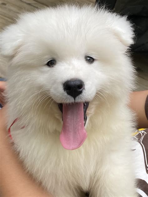 Samoyed Puppy