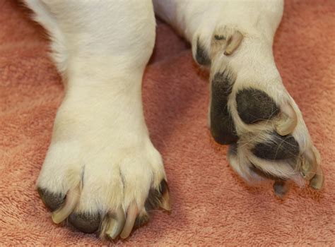 Brittle Toenails In Dogs at Katherine Lederman blog