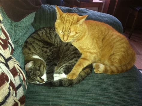 Emma, beloved cat (1999-2014) – Apropos of Mark