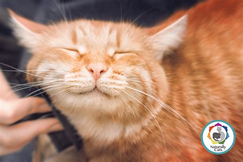 What does my cat need to thrive? | Useful facts about cats