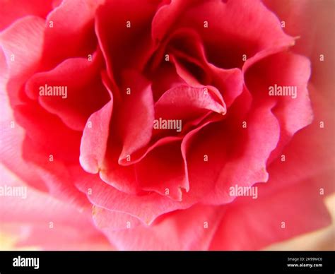 background texture   blooming rosebud close  stock photo alamy
