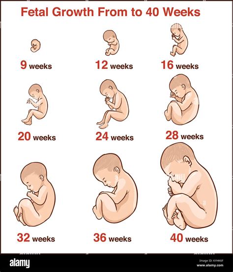 Embryo development. Human fetus growth stages of pregnancy vector ...