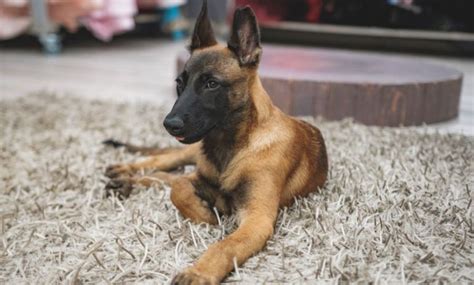 ultimate training guide   belgian malinois dogperday