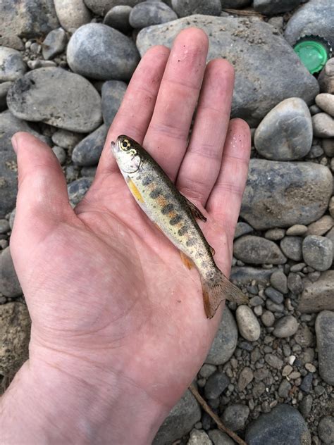 Urechis unicinctus : r/Fish