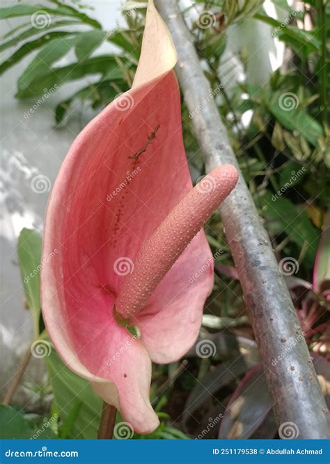elephant ears flower