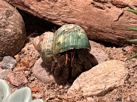 Kevin has a strange taste in shells cause he kept his (too small) ugly