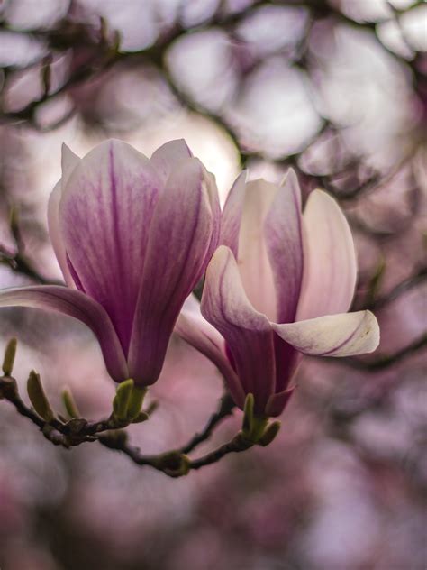 Magnolien Im Mondlicht German Edition 8