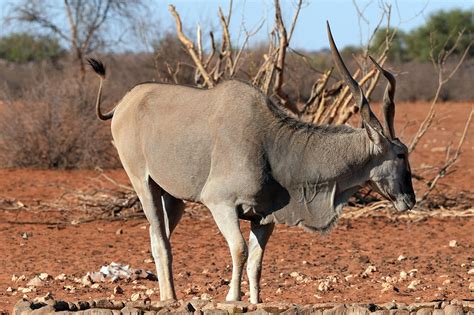 10+ kostenlose Sydlige Eland & Tierwelt Fotos - Pixabay