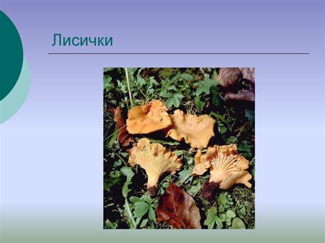 Зона мішаних лісів України - презентация онлайн