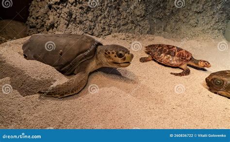 large sea turtle exhibit   oceanarium  klaipeda lithuania