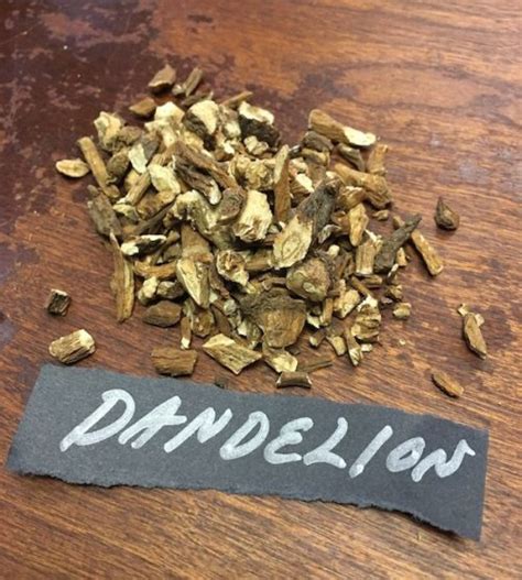 dandelion root magical properties aromags botanica