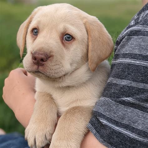 Yellow Labrador Puppies For Sale • Adopt Your Puppy Today • Infinity Pups