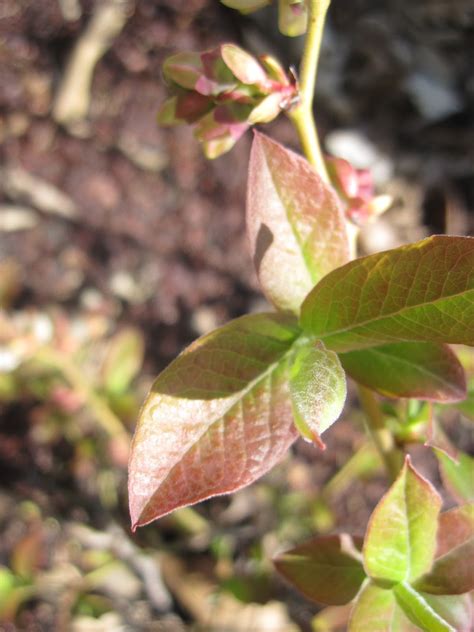 Blueberry Bush Has Red Spots On Leaves at Isaac Perdriau blog