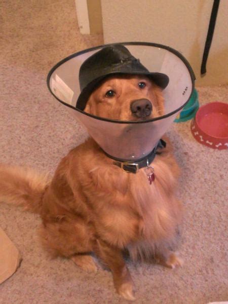 26 Dogs In Hats To Turn That Bad Day Upside Down