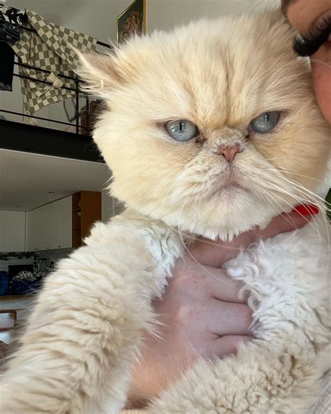 Persian Cat Rescue Johannesburg (@persiancatrescuesa) • Instagram