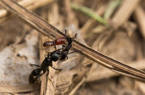 This termite-hunting ant rescues its injured friends to benefit the ...