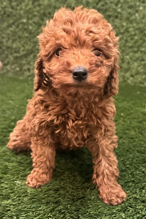 Available Puppies – Puppy Avenue