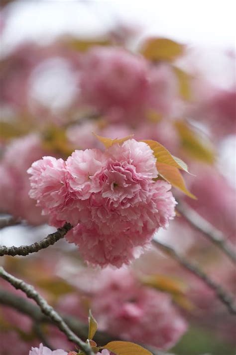 Japanese Cherry Blossom · Free Stock Photo