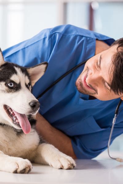 Sito Web Veterinario | Sitoperte.net