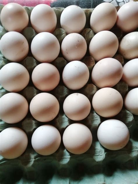 vand oua de gaini rasa la bresse jebel olxro