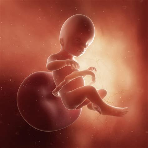 When does placenta take over? | ifpafederation.org