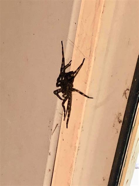 In our shed this evening : r/spiders