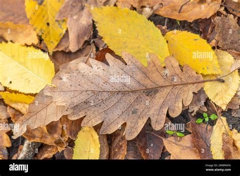 yellow autumn leaf close  res stock photography  images alamy