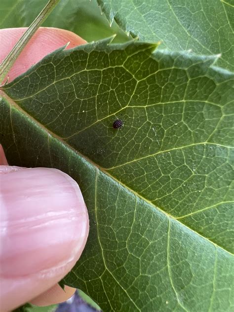Are these spider mites? : r/Roses