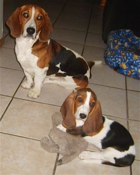 Teacup Basset Hound Puppies