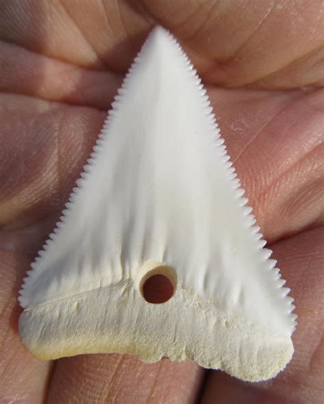 sharks tooth ii