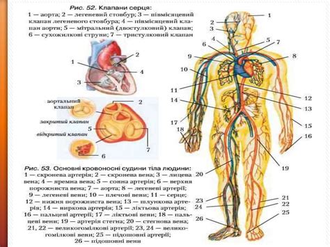 Ангіологія. Серцево-судинна система - online presentation