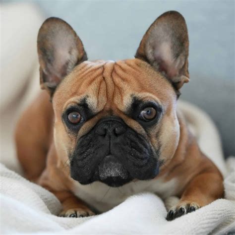 Symptoms of Dog with Diabetes: What to Watch For