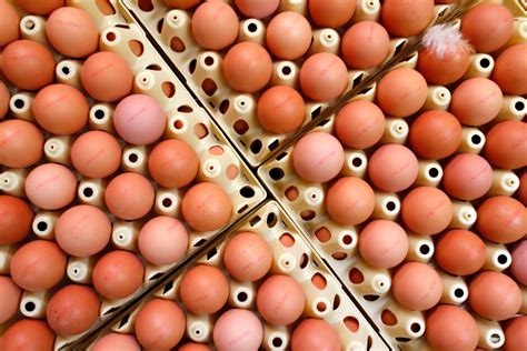 Non-thermal egg processing to extend shelf life - Poultry World