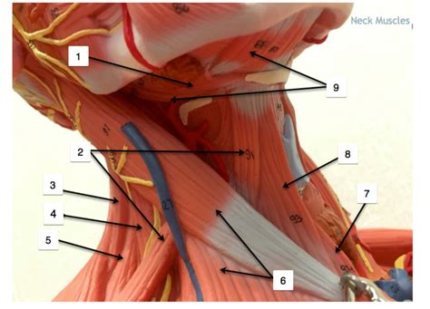 Neck Muscles Diagram Diagram | Quizlet