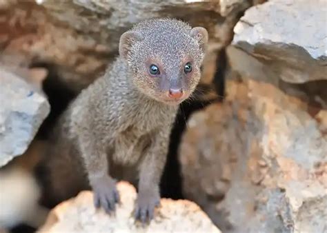 Mongoose - Facts, Size, Diet, Pictures - All Animal Facts