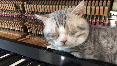 Calming Music for Cats with Anxiety - YouTube