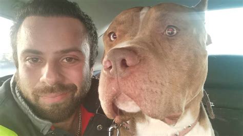 XL bully ban: Man made four trips to Scotland to rehome dogs before ...