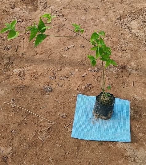 Full Sun Exposure Red (Flower Color) Har Shingar Flower Plant, For ...