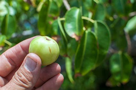 60+ Manchineel Tree Stock Photos, Pictures & Royalty-Free Images - iStock