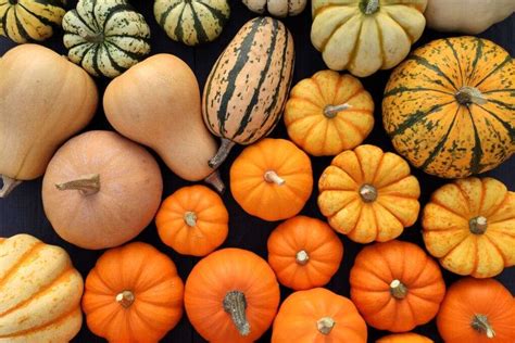 varieties  summer  winter squash  planting  plate