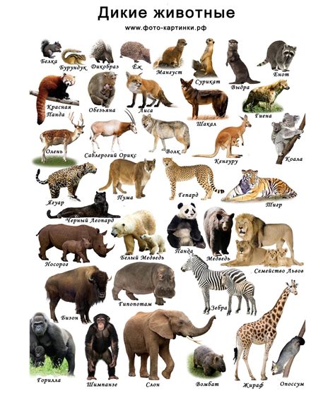 Картинки дикие животные для детей с названиями | Wild animals pictures ...
