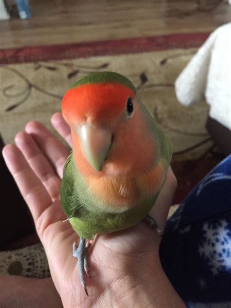 how do you lovebird not eating indoors 6