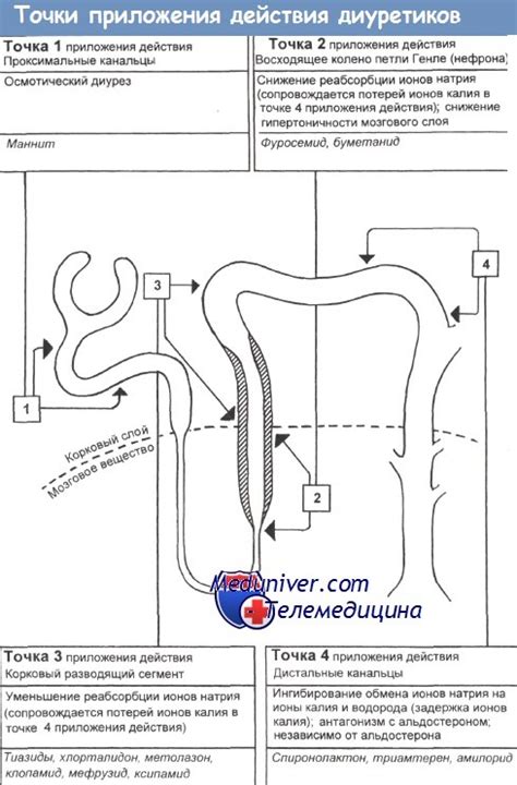 Диуретики - определение, механизмы действия