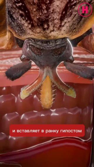 Клипы Тайны живой природы